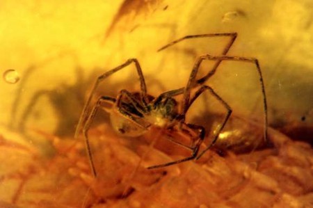 Bitterfelder Bernstein mit Inkluse: Spinne (Foto: I. Rappsilber)