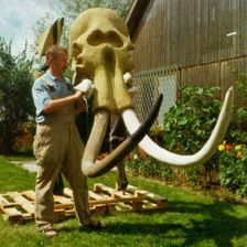 Präparator mit dem Schädel des rekonstruierten Mammuts (Klinge, Niederlausitz)